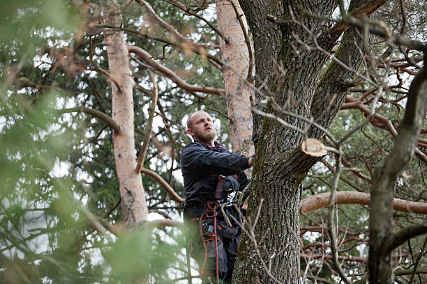 tree lopping Killara